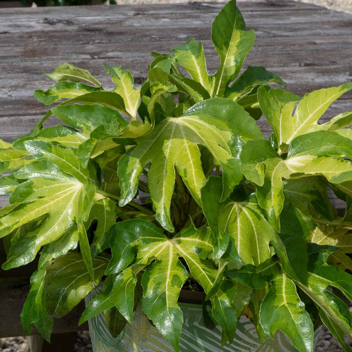 Fatsia 'Camourflage'