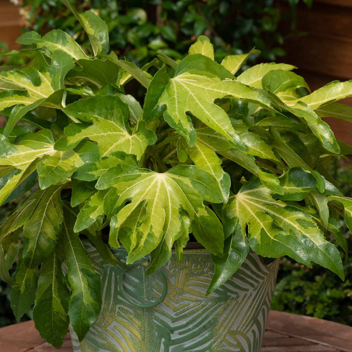 Fatsia 'Camourflage'