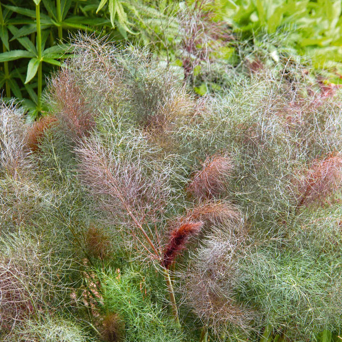 Fennel 'Bronze'