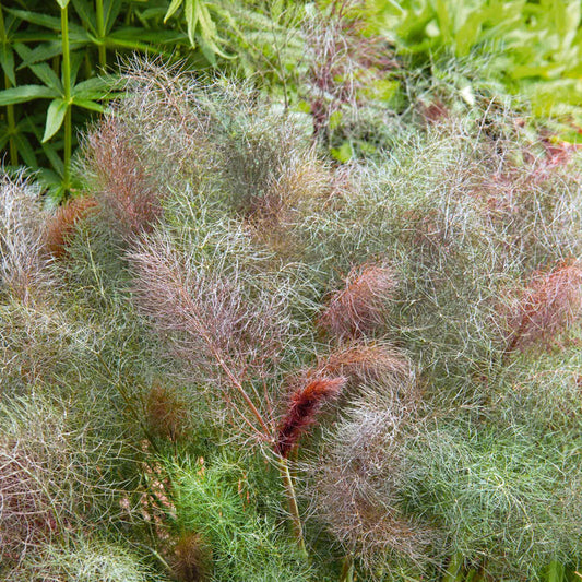 Fennel 'Bronze'
