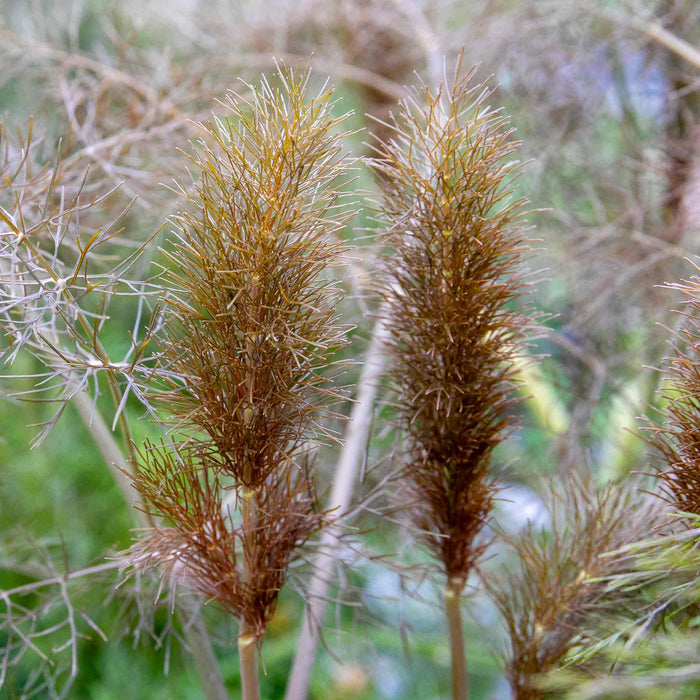 Fennel 'Bronze'
