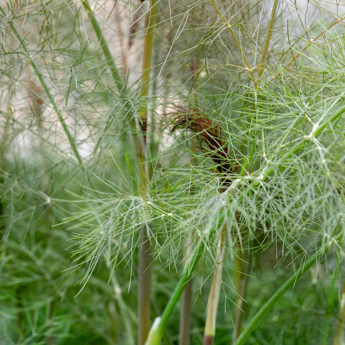 Fennel 'Bronze'