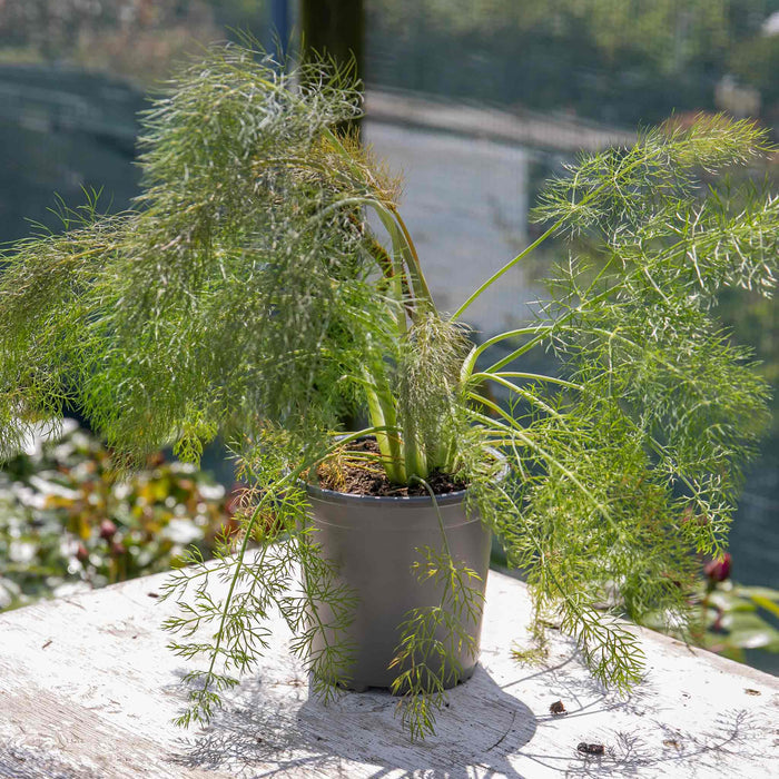 Fennel 'Bronze'