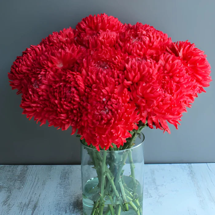 Fiery Red Tinted Football Mum Flowers