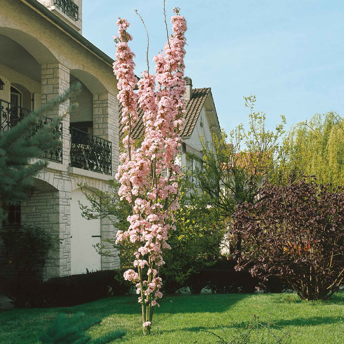 Flowering Cherry 'Amanogawa'