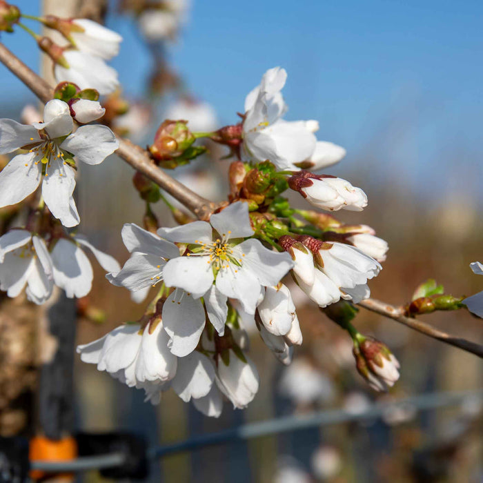 Flowering Cherry 'Amanogawa'