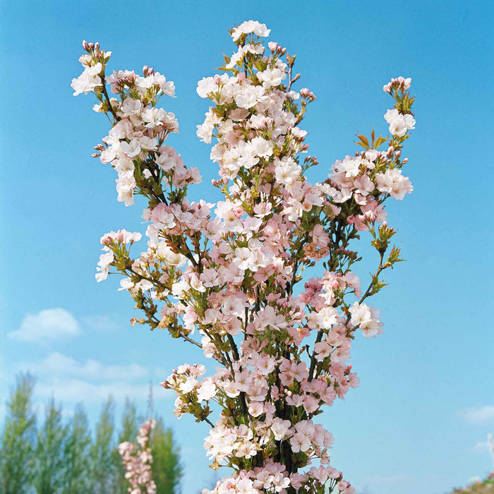 Flowering Cherry 'Amanogawa'