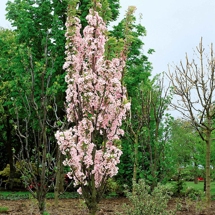Flowering Cherry 'Amanogawa'