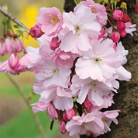 Flowering Cherry 'Fragrant Cloud'
