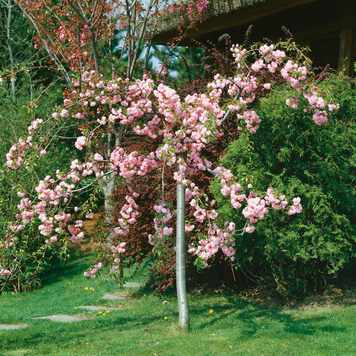 Flowering Cherry 'Kiku-Shidare-Zakura'