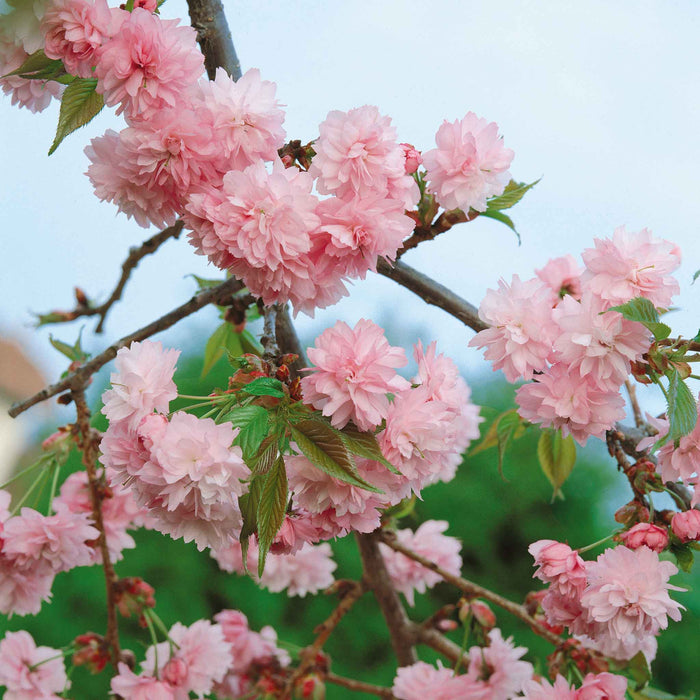 Flowering Cherry 'Kiku-Shidare-Zakura'