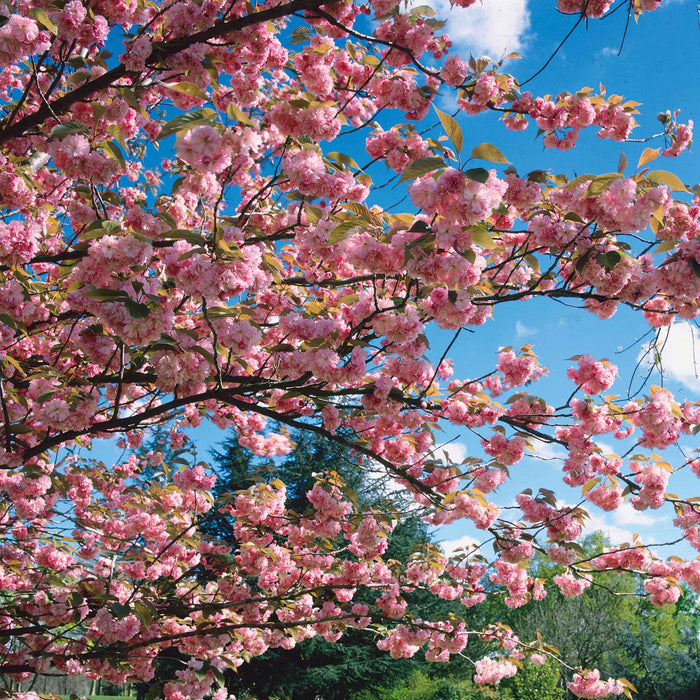 Flowering Cherry 'Kiku-Shidare-Zakura'
