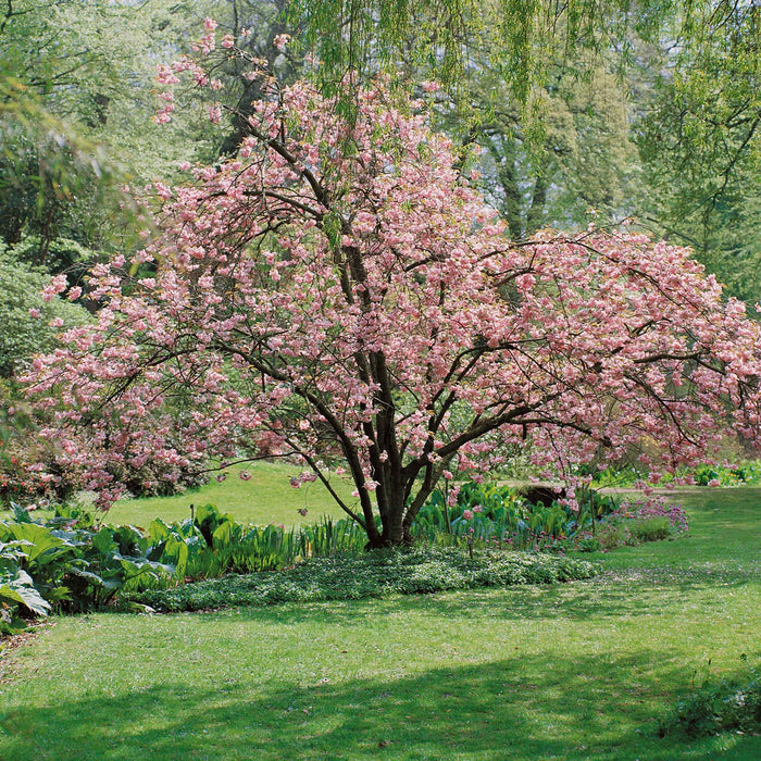 Flowering Cherry 'Kiku-Shidare-Zakura'