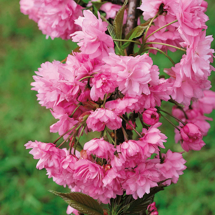 Flowering Cherry 'Kiku-Shidare-Zakura'