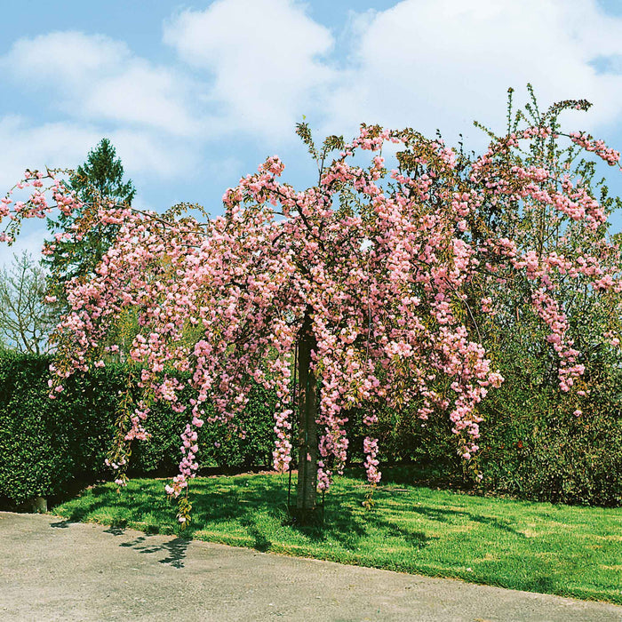Flowering Cherry 'Kiku-Shidare-Zakura'