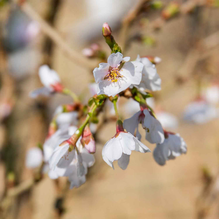 Flowering Cherry 'Kojo No Mai'