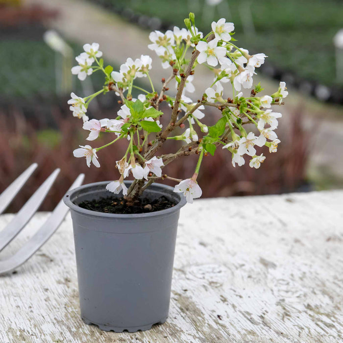 Flowering Cherry 'Kojo No Mai'