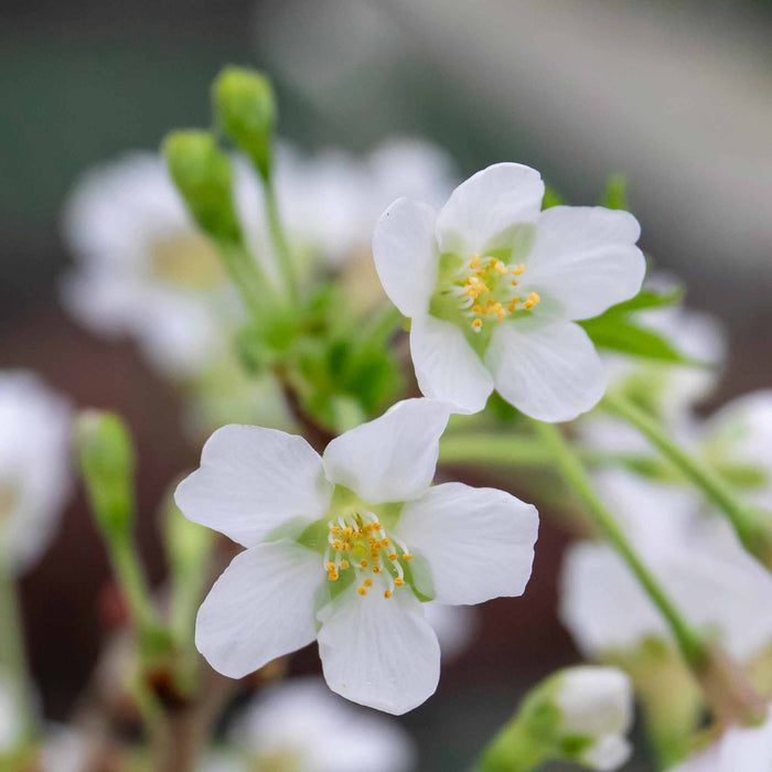 Flowering Cherry 'Kojo No Mai'