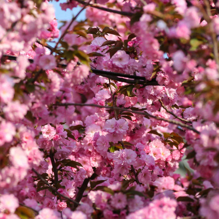 Flowering Cherry 'Royal Burgundy'