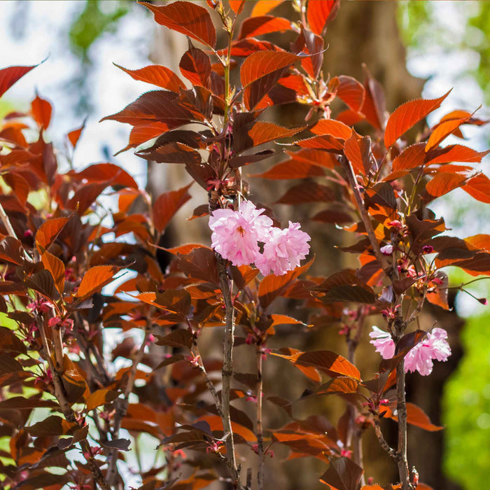 Flowering Cherry 'Royal Burgundy'