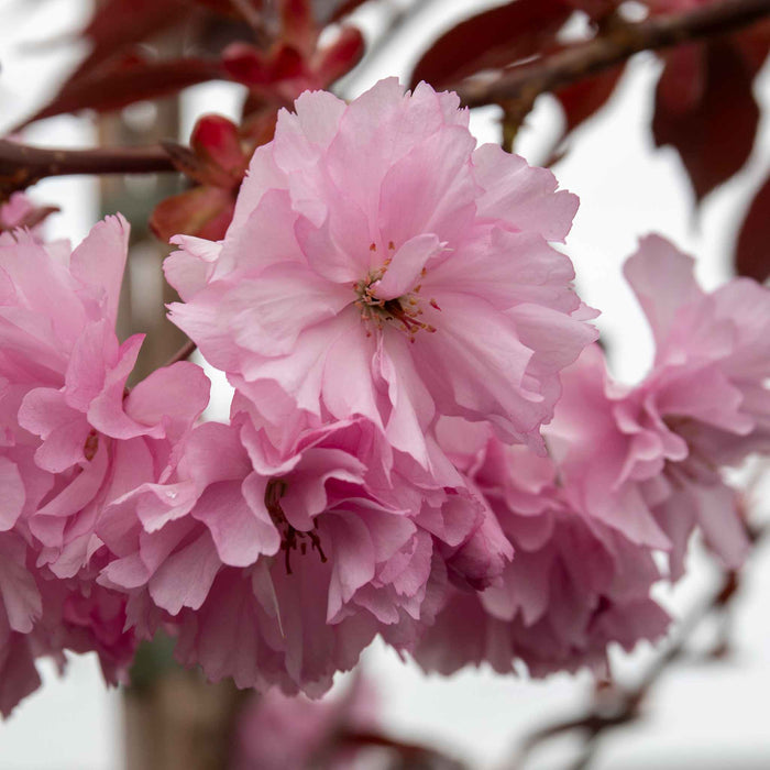 Flowering Cherry 'Royal Burgundy'