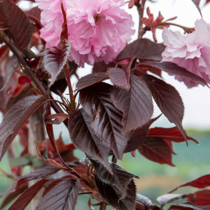 Flowering Cherry 'Royal Burgundy'