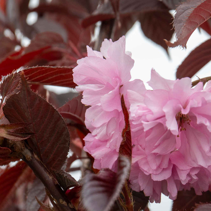 Flowering Cherry 'Royal Burgundy'