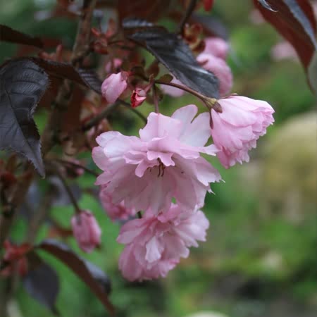 Flowering Cherry 'Royal Burgundy'