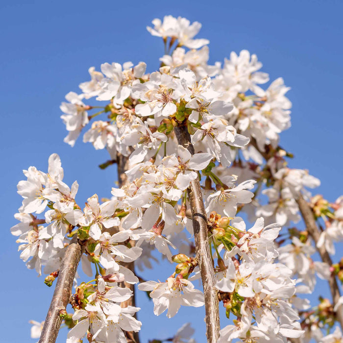 Flowering Cherry 'Snow Showers'