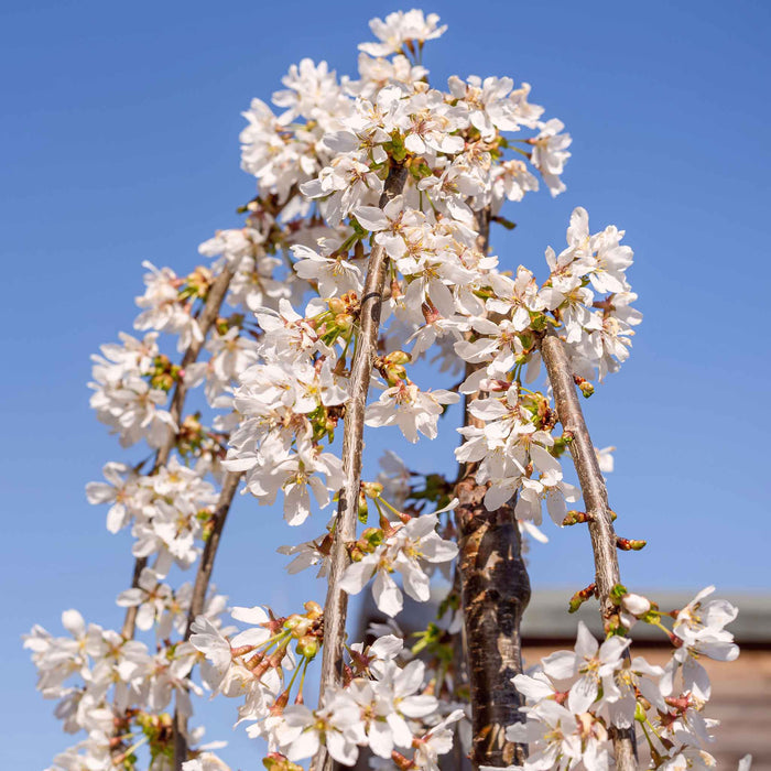 Flowering Cherry 'Snow Showers'