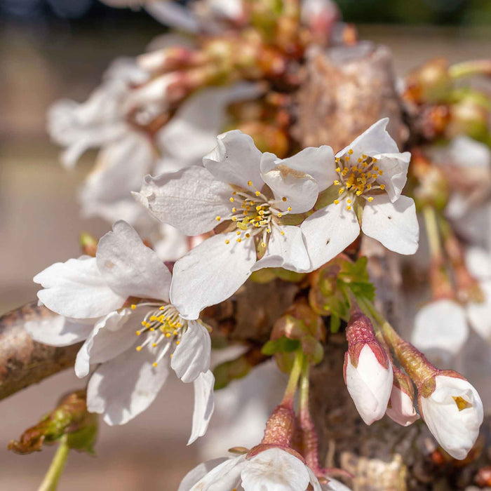 Flowering Cherry 'Snow Showers'