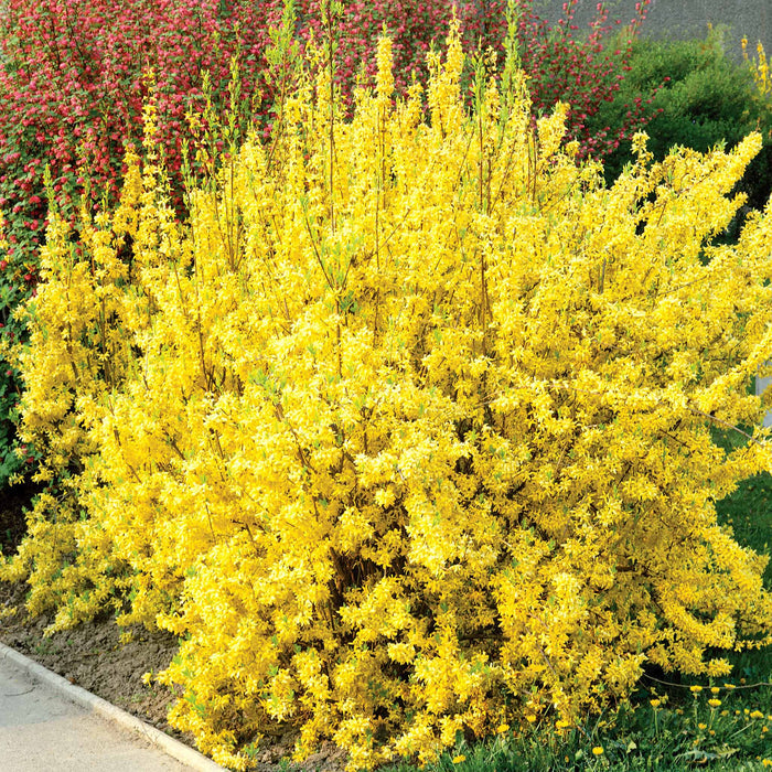 Forsythia x Intermedia 'Lynwood Gold'