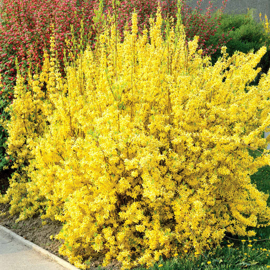 Forsythia x Intermedia 'Lynwood Gold'
