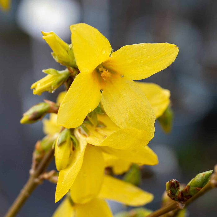 Forsythia x Intermedia 'Lynwood Gold'