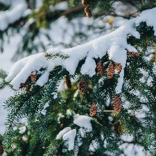 Fragrance Oil - Birchwood Pine