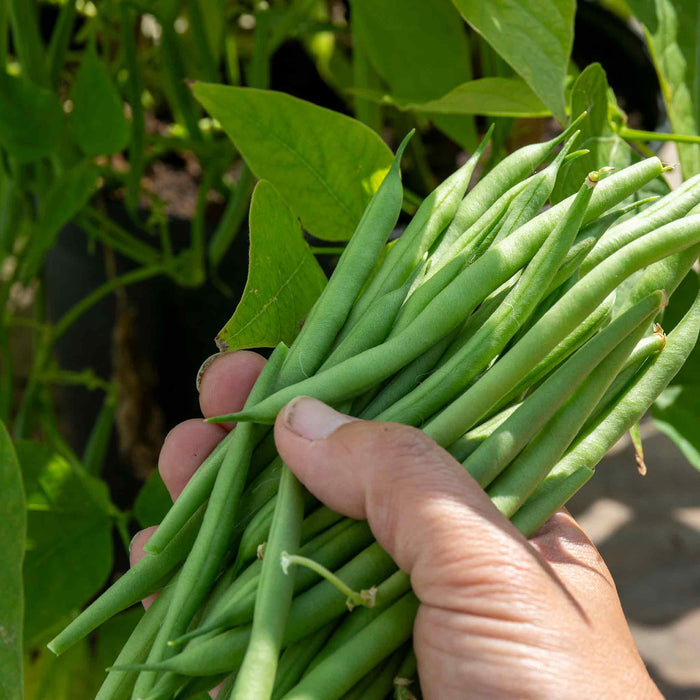 Hand holding a bundle of fresh green beans with a garden background.