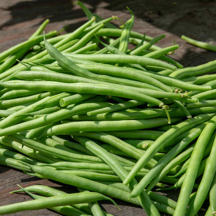 Generous harvest of best selling 'Cobra' French green beans on a wooden surface.