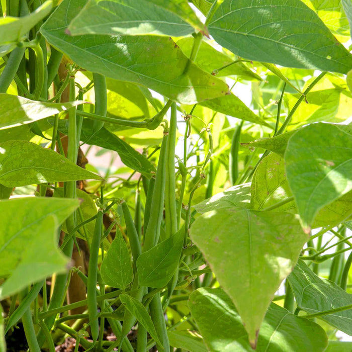 Green beans growing on a plant with large green leaves.