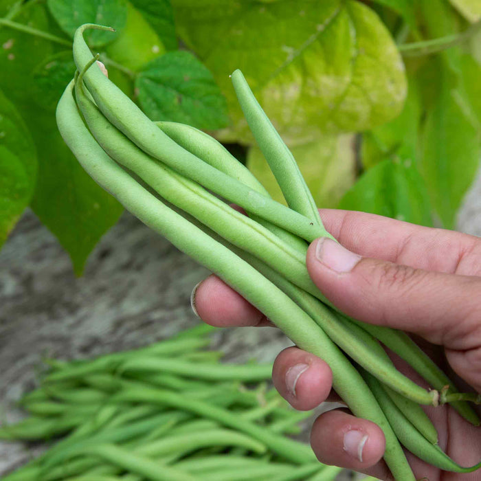 Hand holding green beans with a background of climbing green bean plant and harvest.