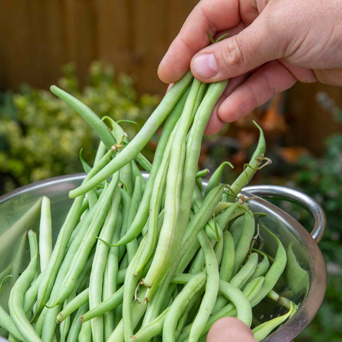 Hand holding fresh green beans over a metal colander with a garden background.