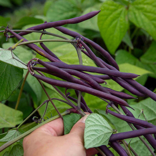 French Bean 'Dwarf Amethyst'