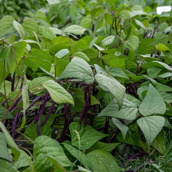French Bean 'Dwarf Amethyst'