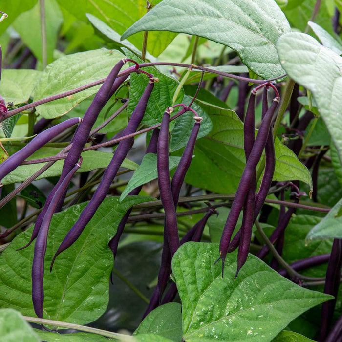 French Bean 'Dwarf Amethyst'