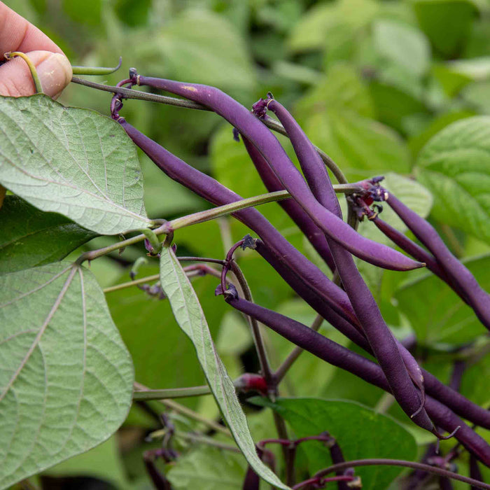 French Bean 'Dwarf Amethyst'