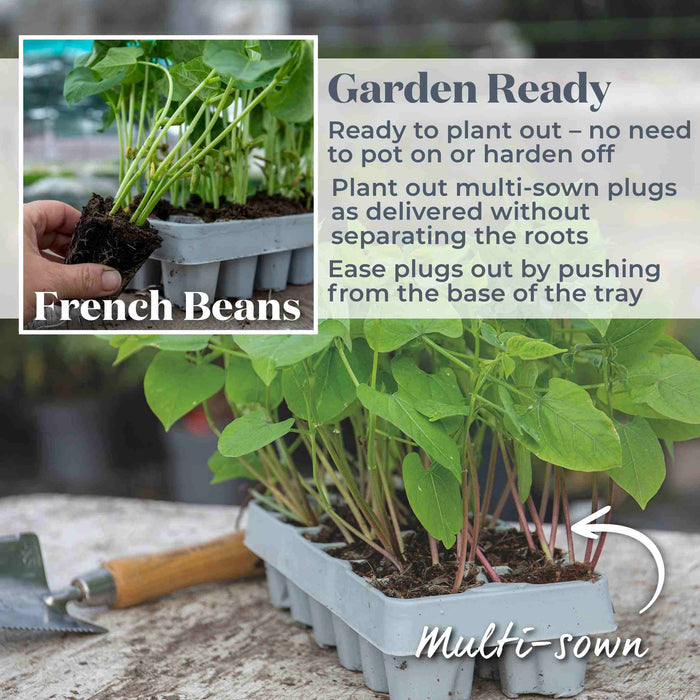 French Bean 'Dwarf Amethyst'