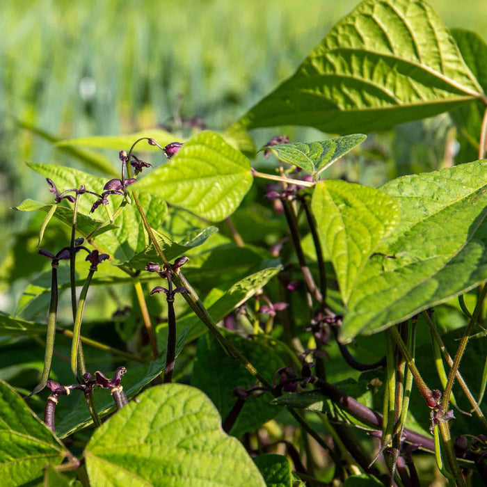 French Bean 'Dwarf Amethyst'