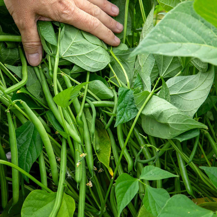 French Bean Dwarf Seeds 'Martini'