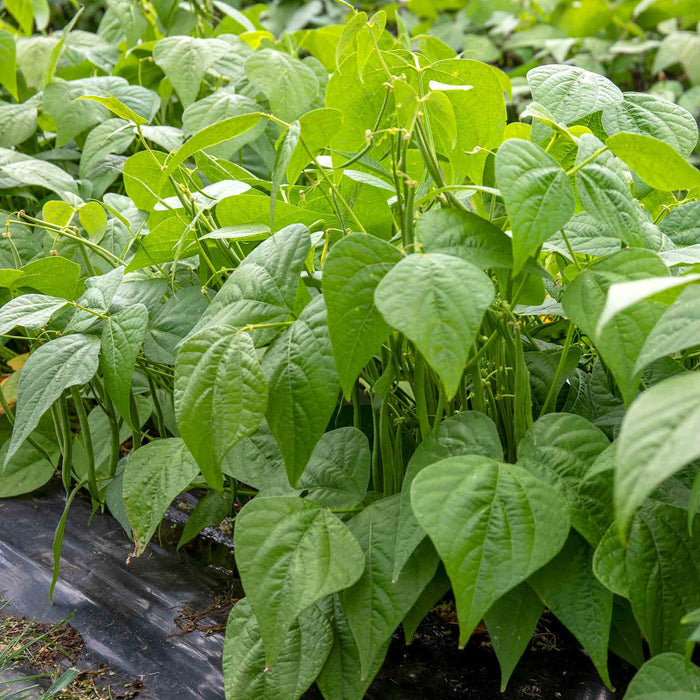 French Bean Dwarf Seeds 'Martini'