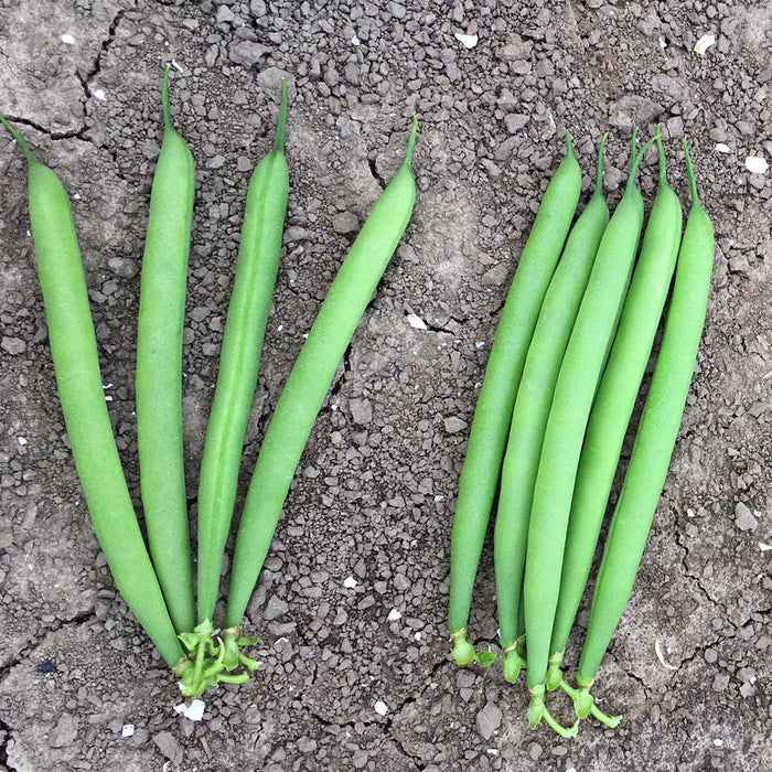 French Bean Dwarf Seeds 'Martini'