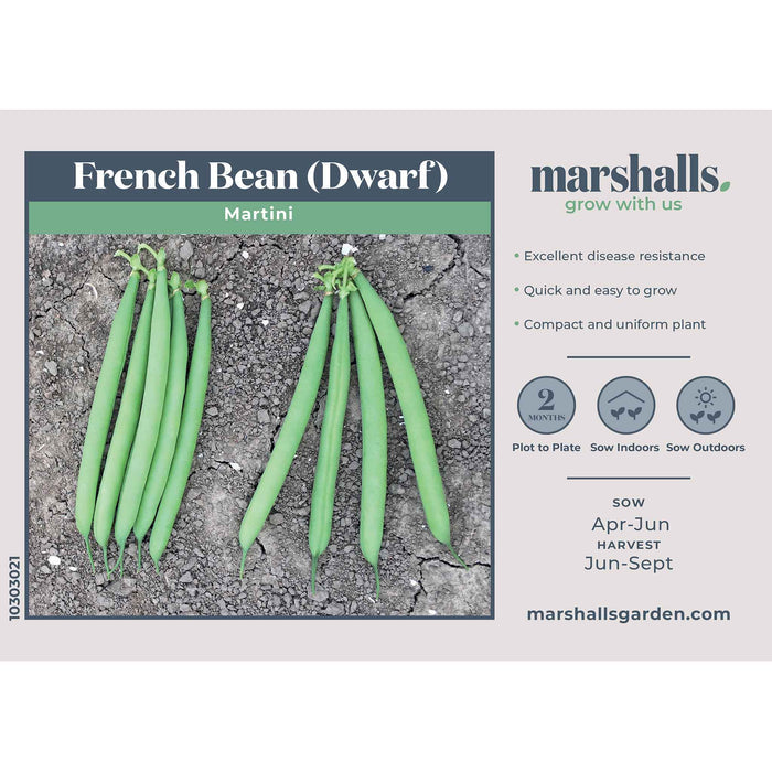 French Bean Dwarf Seeds 'Martini'